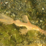 DELICATE GHOST PIPEFISH
