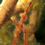 HAIRY GHOST PIPEFISH