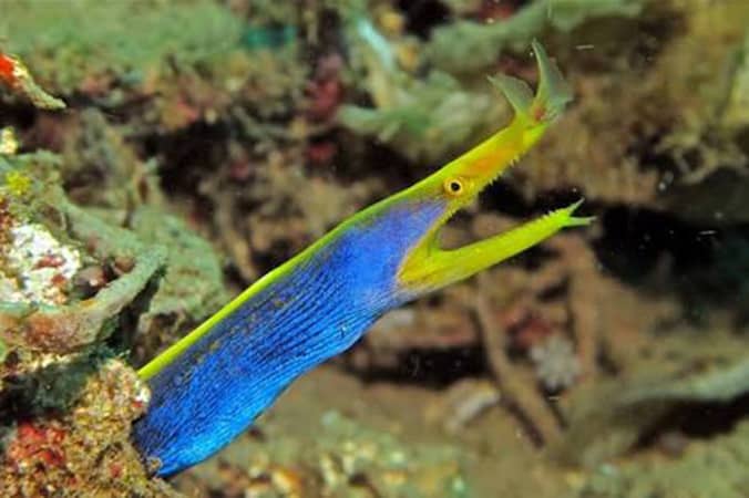 Ribbon eels in Nusa Penida - Two Fish Divers
