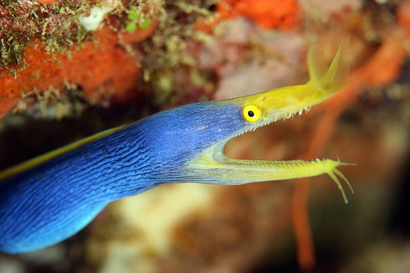 Ribbon Eel Facts Colourful Crazy And