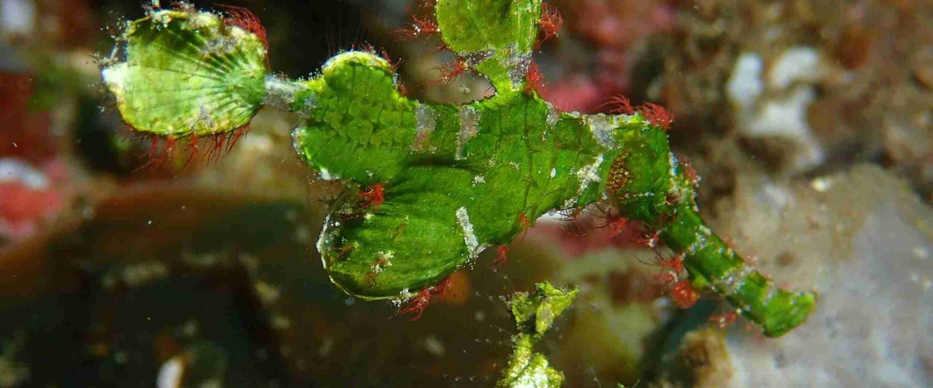 Ghost pipefish are in Lembeh - June 2019